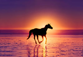 horse water sunset
